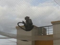 Monkey Safety Nets Chennai