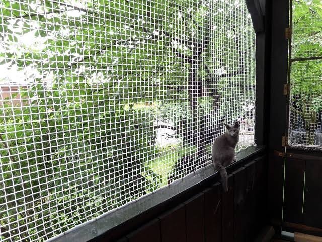 Pet Safety Nets Chennai